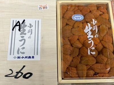 生ウニ赤 B品バラ 小川 弁当箱 (1)