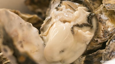 これからが本当に旨くなる、真牡蠣！