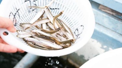 簡単！丸ごと食べて美味しい「ワカサギ」