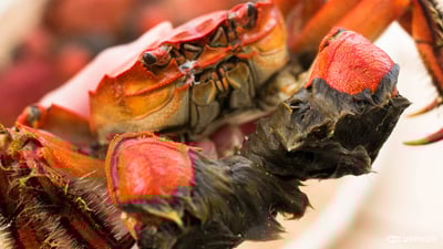 知られざる郷土の味「モクズガニ」