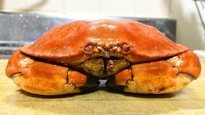 チリ産ストーンクラブの出汁をとってみた