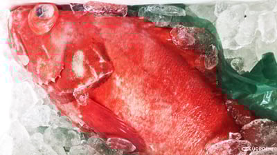 縁起のいい最高級魚「コウジンメヌケ（幸神目抜け）」