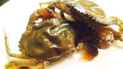 ミャンマー産ソフトシェルクラブ(ノコギリガザミの脱皮直後)の唐揚げ