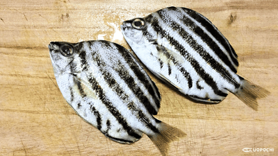 神奈川産カゴカキダイの塩焼き