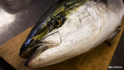 【三重県紀北町】100年前から変わらない漁法・漁場で獲られた「百年鰤」