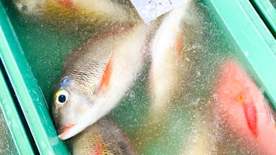 「やんばるの魚」を新鮮なまま運ぶ！沖縄・国頭漁協×高砂熱学が挑む”超高品質鮮魚流通システム”（前編）