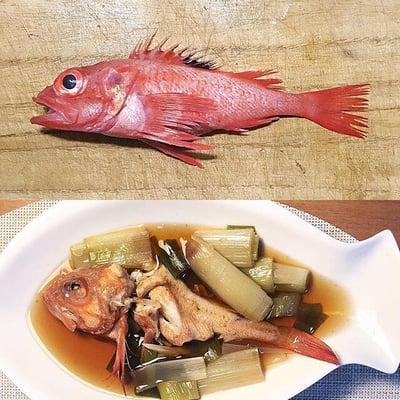 北海道産キンキ