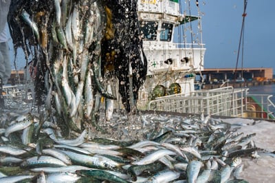 【三陸・常磐の水産加工品特集2021】銚子の新鮮なイワシの味わいを食卓へ「宮澤食品」