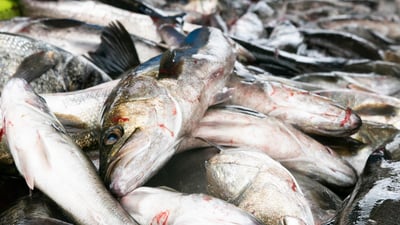 包丁を入れた瞬間に凄さが分かる！瞬〆スズキの産地、船橋へ行ってきました。