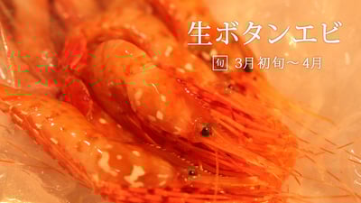 噴火湾より、春の生ボタンエビ