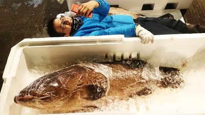 1年のご褒美にぜひ食べたい！幻の魚「クエ」