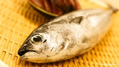 うまみの源はたっぷりの血合い！マルソウダ