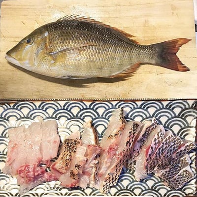 宮崎日向灘産ハマフエフキ