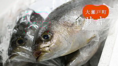 大瀬戸町のブランド魚「せと一先」 餌を使わない一本釣りのイサキ