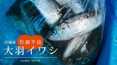 格別に鮮度の良い大衆魚「大羽イワシ」 牡鹿漁師たちの手による丁寧な出荷が高鮮度を守る