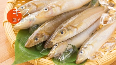 江戸前天ぷら夏の定番「キス」