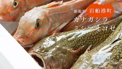 実は美味しい！岩船港の未利用魚、マイナー魚たち