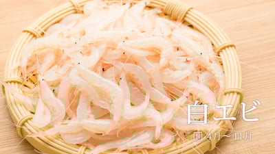 近年人気上昇中、富山の名物「白エビ」