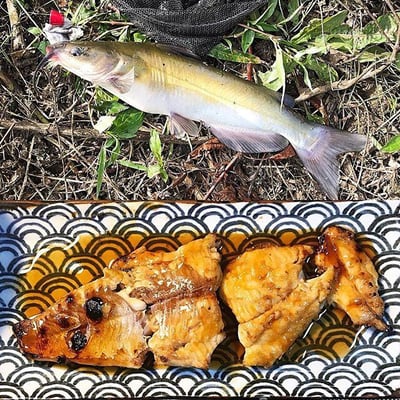 茨城桜川産アメリカナマズ