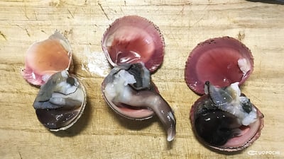 愛知産トリガイ