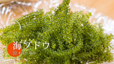 女性にうれしいヘルシーメニュー「海ブドウ」