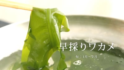 幻のワカメ！？早春だけの味わい「早採りワカメ」