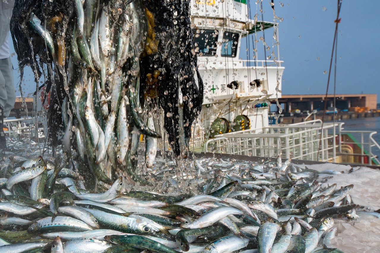 三陸・常磐の水産加工品特集2021】銚子の新鮮なイワシの味わいを食卓へ